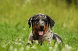 BEAUCERON - PUPPIES 300